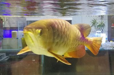 龍魚的說法（風(fēng)水學(xué)中的龍魚擺放,龍魚與傳統(tǒng)文化的關(guān)系）