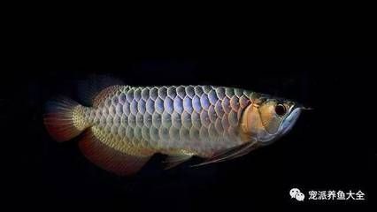 兩條龍魚隔離養(yǎng)多久不打架：兩條龍魚隔離養(yǎng)多久不打架，飼養(yǎng)者應(yīng)根據(jù)經(jīng)驗(yàn)和交流
