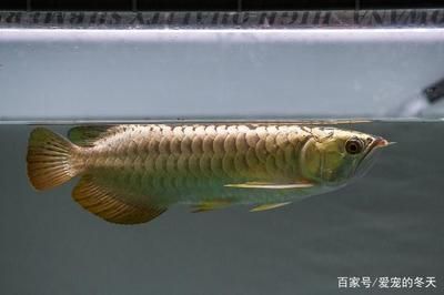 兩條龍魚隔離養(yǎng)多久不打架：兩條龍魚隔離養(yǎng)多久不打架，飼養(yǎng)者應(yīng)根據(jù)經(jīng)驗(yàn)和交流