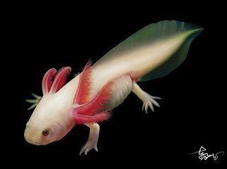 家中能養(yǎng)六角龍魚嗎【養(yǎng)六角龍魚的注意事項】