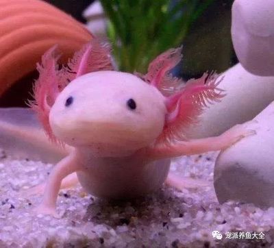 家中能養(yǎng)六角龍魚嗎【養(yǎng)六角龍魚的注意事項】