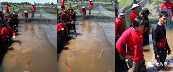 龍魚防災(zāi)：龍魚防災(zāi)不僅僅是關(guān)于治療龍魚的疾病