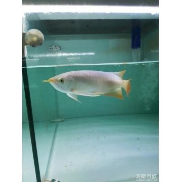 龍魚商城是什么平臺(tái)的軟件啊（龍魚商城與其他平臺(tái)比較，龍魚商城特色功能介紹） 龍魚商城是什么平臺(tái)的軟件啊（龍魚商城與其他平臺(tái)比較，龍魚商城特色功能介紹） 龍魚百科 第1張