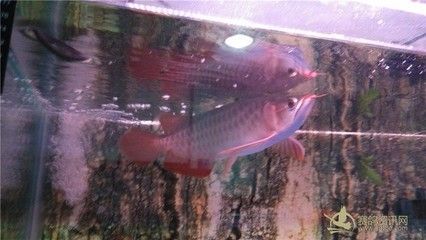 龍魚商城是什么平臺(tái)的軟件啊（龍魚商城與其他平臺(tái)比較，龍魚商城特色功能介紹） 龍魚商城是什么平臺(tái)的軟件啊（龍魚商城與其他平臺(tái)比較，龍魚商城特色功能介紹） 龍魚百科 第4張