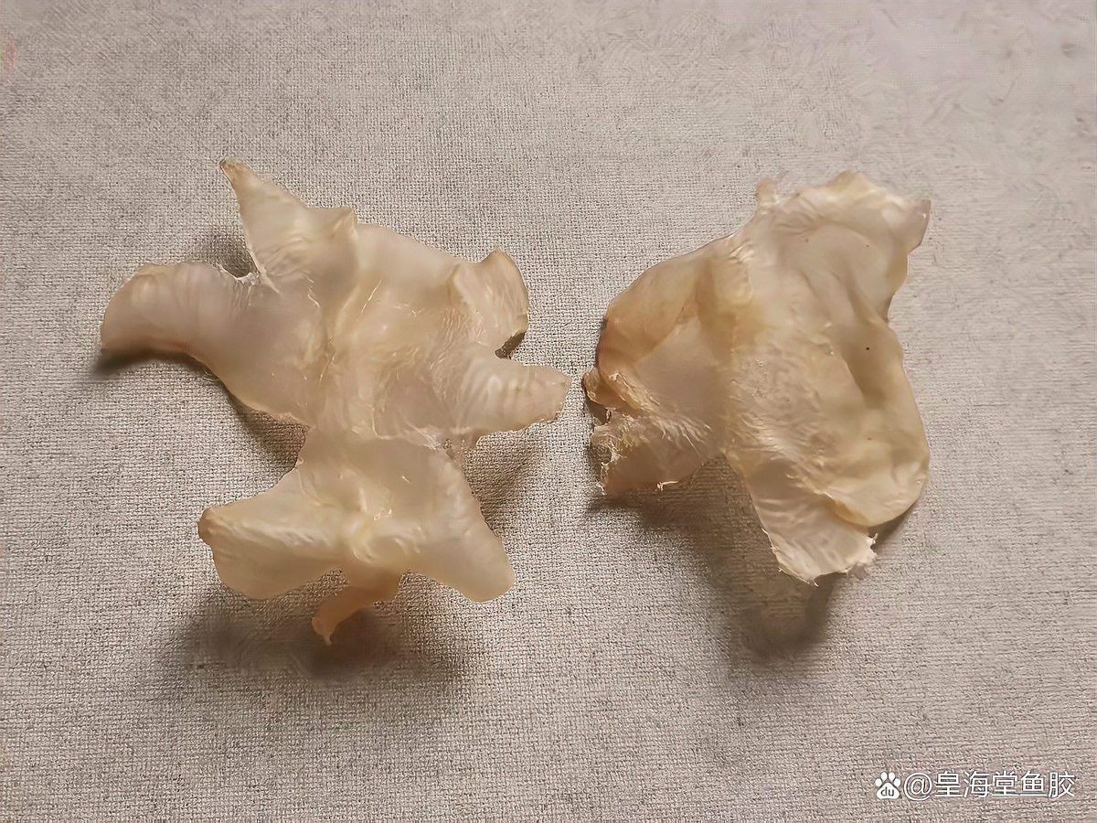 金龍魚魚膠好還是鳘魚魚膠好？