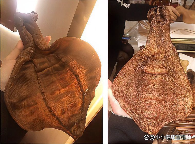 金龍魚魚膠好還是鳘魚魚膠好？
