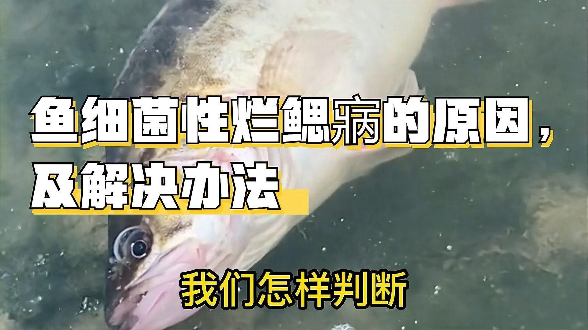 如何判斷龍魚是否患有細(xì)菌性爛鰓?。?></span><br><span id=
