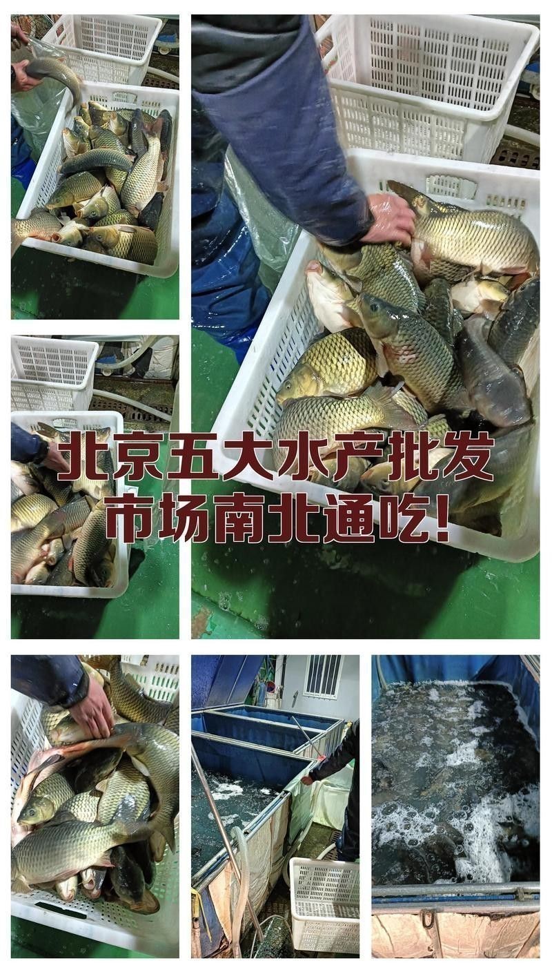 北京龍魚批發(fā)市場在哪里啊