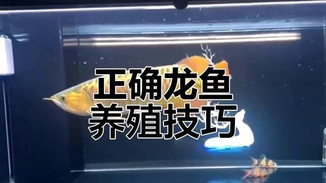 龍魚的最佳養(yǎng)殖環(huán)境是怎樣的？