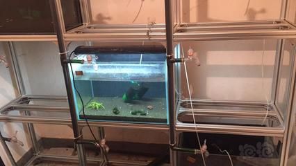 沈陽紅龍魚（沈陽紅龍魚市場價格趨勢）