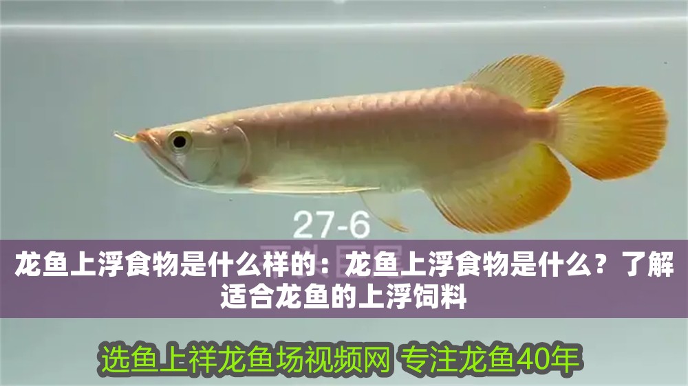 龍魚上浮食物是什么樣的：龍魚上浮食物是什么？了解適合龍魚的上浮飼料