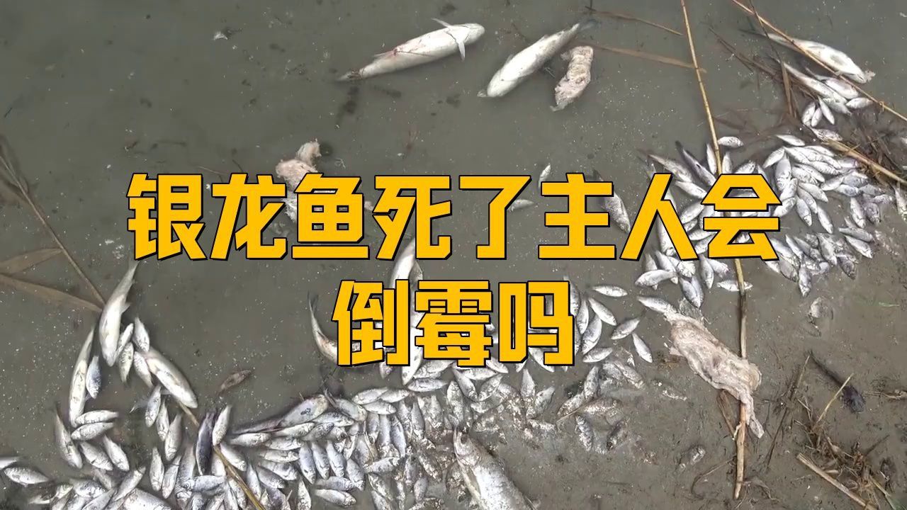 魚替主人擋災后有哪些征兆？