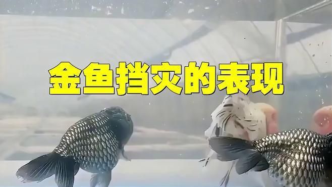 魚替主人擋災后有哪些征兆？