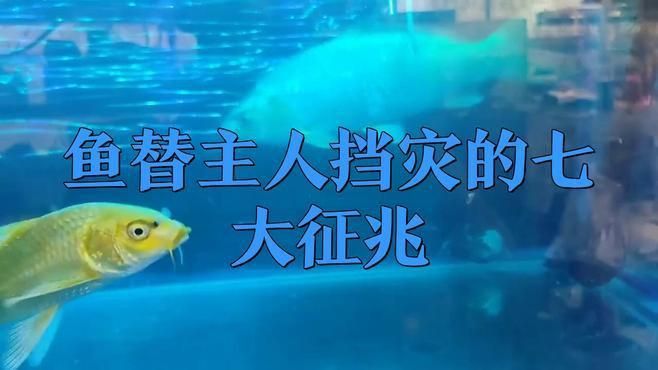 魚替主人擋災后有哪些征兆？