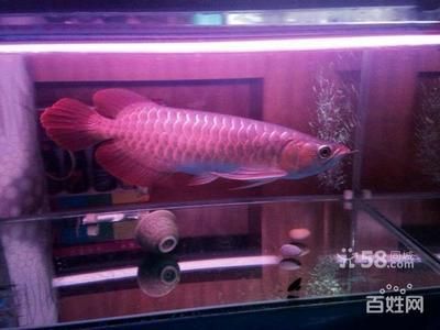 皇宮紅龍魚大概價位：皇宮紅龍魚價格相對較高，皇宮紅龍魚的價格相對較高