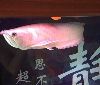 龍魚和招財貓魚的區別是什么龍魚和招財貓魚的區別是什么：龍魚和招財貓的區別