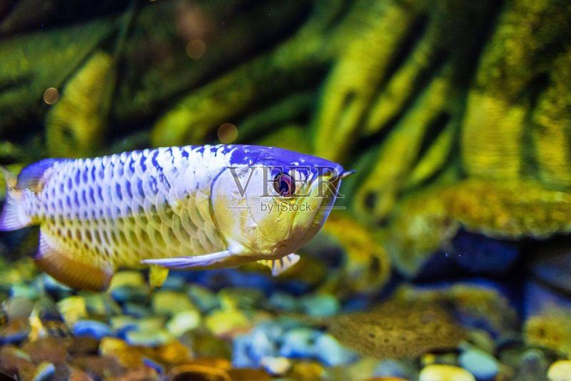 水族館金龍魚圖片 水族館金龍魚圖片 龍魚百科 第26張