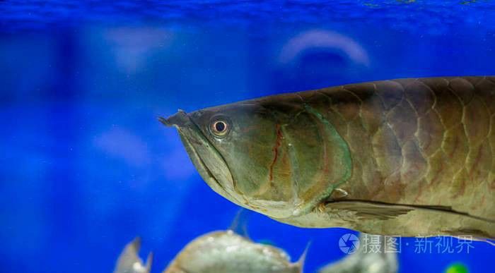 水族館金龍魚圖片 水族館金龍魚圖片 龍魚百科 第28張