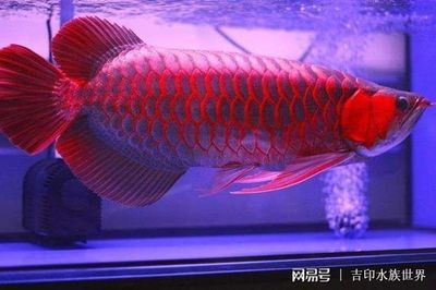 十大最建議買的紅龍發色