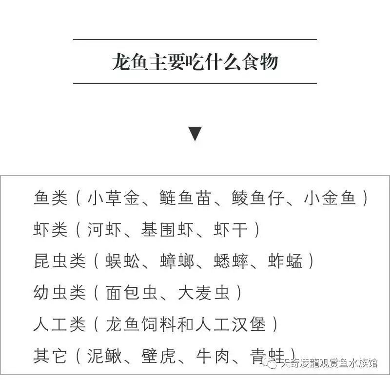 龍魚可以吃火腿腸嗎：龍魚不適合吃火腿腸，飼養者應該選擇更適合龍魚的食物