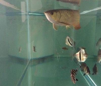 養龍魚黑底好還是白底好