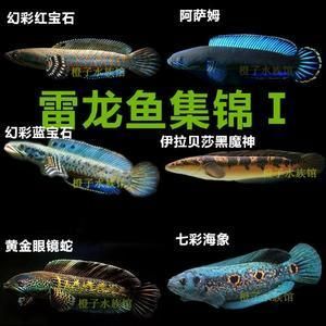 黃金雷龍魚價格走勢：黃金雷龍魚價格走勢分析 黃金雷龍魚價格走勢：黃金雷龍魚價格走勢分析 龍魚百科 第5張