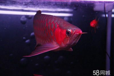 龍魚打包運輸3天的可行性分析（龍魚打包運輸3天的風險有多大？）