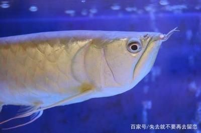 銀龍魚到家第二天躲到角落（銀龍魚到家第二天躲到角落可能是由于新環境不適應而躲藏在角落）