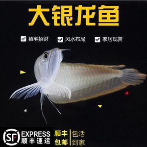 銀龍魚到家第二天躲到角落（銀龍魚到家第二天躲到角落可能是由于新環境不適應而躲藏在角落）