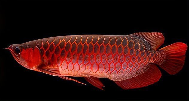 大湖紅龍魚對比印尼紅龍魚哪個貴些 大湖紅龍魚對比印尼紅龍魚哪個貴些 龍魚百科 第8張