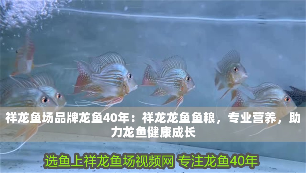 祥龍魚(yú)場(chǎng)品牌龍魚(yú)40年：祥龍龍魚(yú)魚(yú)糧，專(zhuān)業(yè)營(yíng)養(yǎng)，助力龍魚(yú)健康成長(zhǎng)