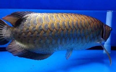 龍魚有小型的嗎（小型龍魚是小型龍魚品種的存在為養魚愛好者提供了更多選擇） 龍魚有小型的嗎（小型龍魚是小型龍魚品種的存在為養魚愛好者提供了更多選擇） 龍魚百科 第5張
