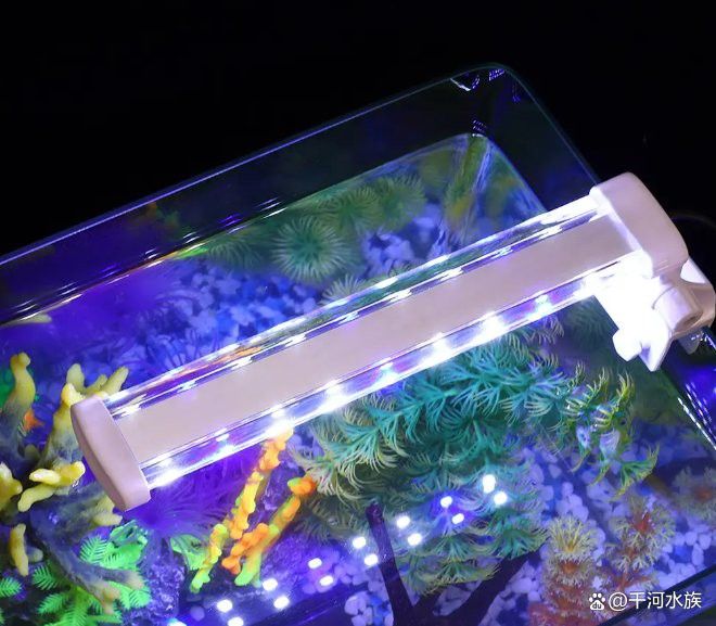 養(yǎng)龍魚(yú)用什么燈好看