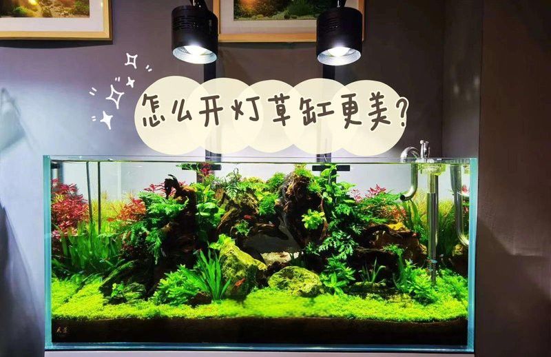 養(yǎng)龍魚(yú)用什么燈好看