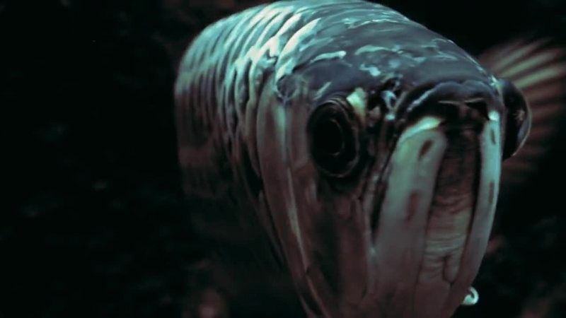 龍魚視頻大全視頻高清在線觀看 龍魚視頻大全視頻高清在線觀看 龍魚百科 第3張