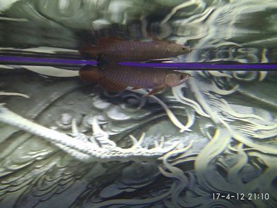 廣州水族批發市場去祥龍魚場有多遠（廣州水族批發市場到祥龍魚場的具體距離）