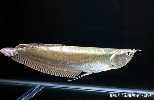 龍魚(yú)冬天水溫多少合適