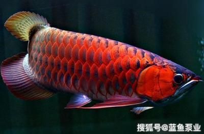 怎么區分紅龍魚的真假：怎么區分紅龍魚的真偽 怎么區分紅龍魚的真假：怎么區分紅龍魚的真偽 龍魚百科 第1張
