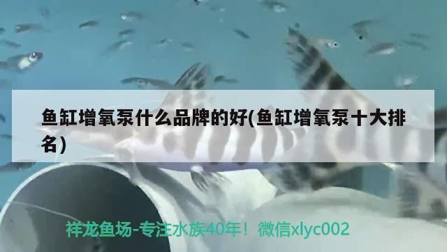 雷龍魚飼料配方表配料詳細圖片：雷龍魚飼料自制教程
