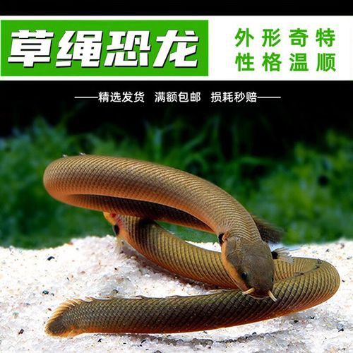 恐龍魚(yú)有幾種品種圖片及名稱