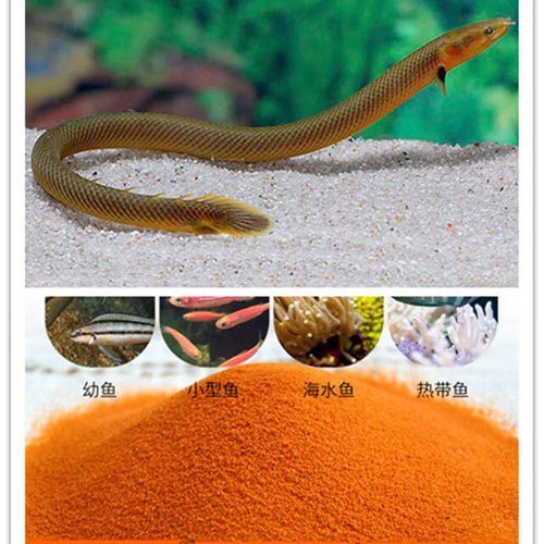 恐龍魚(yú)有幾種品種圖片及名稱