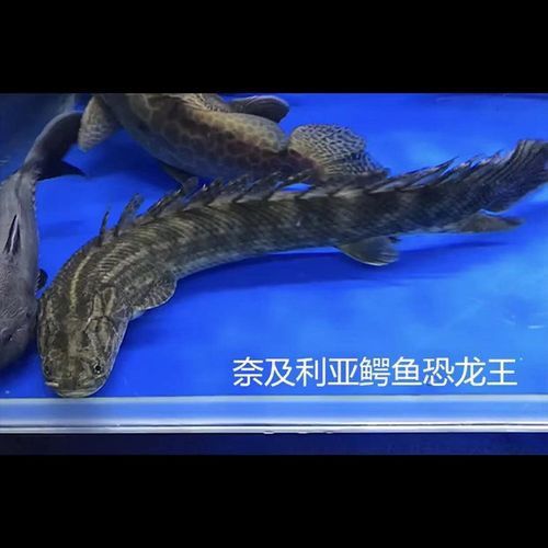 恐龍魚(yú)有幾種品種圖片及名稱