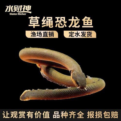 恐龍魚(yú)有幾種品種圖片及名稱