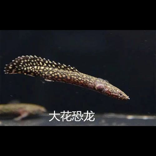 恐龍魚(yú)有幾種品種圖片及名稱