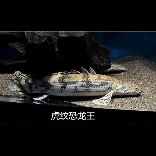 恐龍魚(yú)有幾種品種圖片及名稱