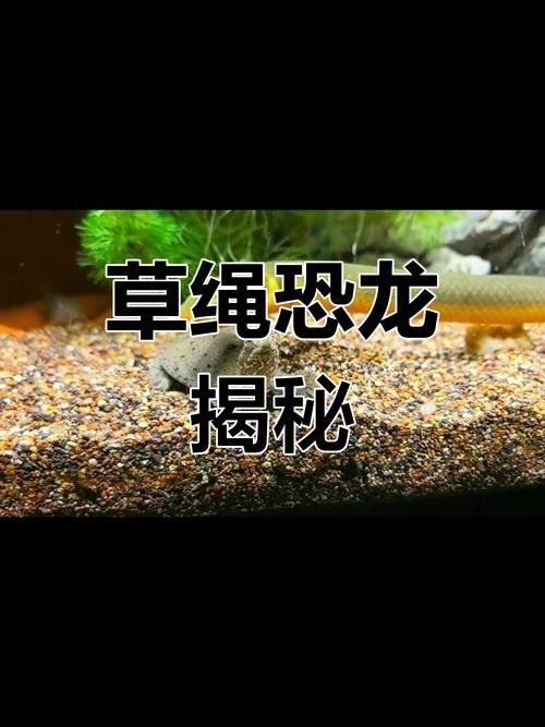 恐龍魚(yú)有幾種品種圖片及名稱