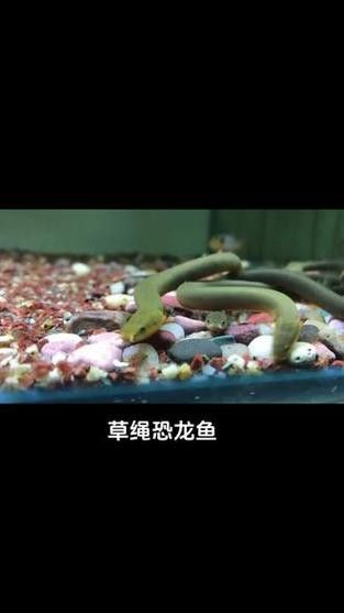 恐龍魚(yú)有幾種品種圖片及名稱