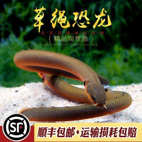 恐龍魚(yú)有幾種品種圖片及名稱