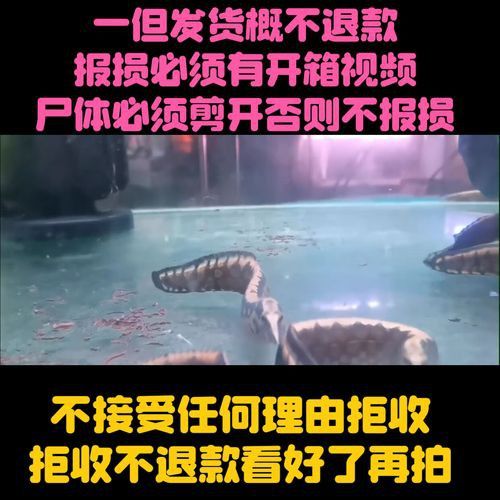 恐龍魚(yú)有幾種品種圖片及名稱