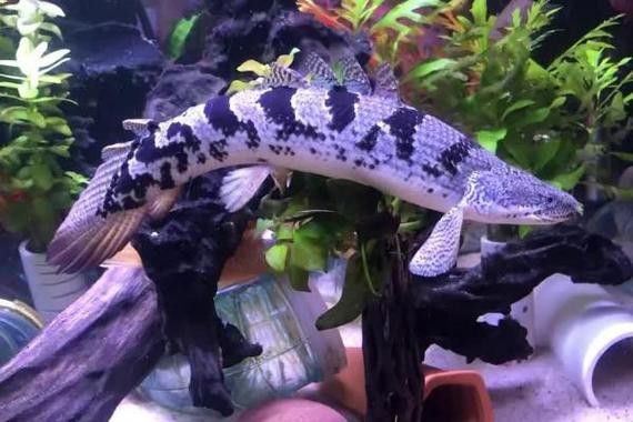 恐龍魚(yú)有幾種品種圖片及名稱